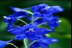 Delphinium malabaricum var. malabaricum